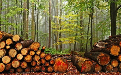 «Распоряжение привлекать активистов для контроля за вырубкой леса на Байкале не решит проблемы озера» — экологи