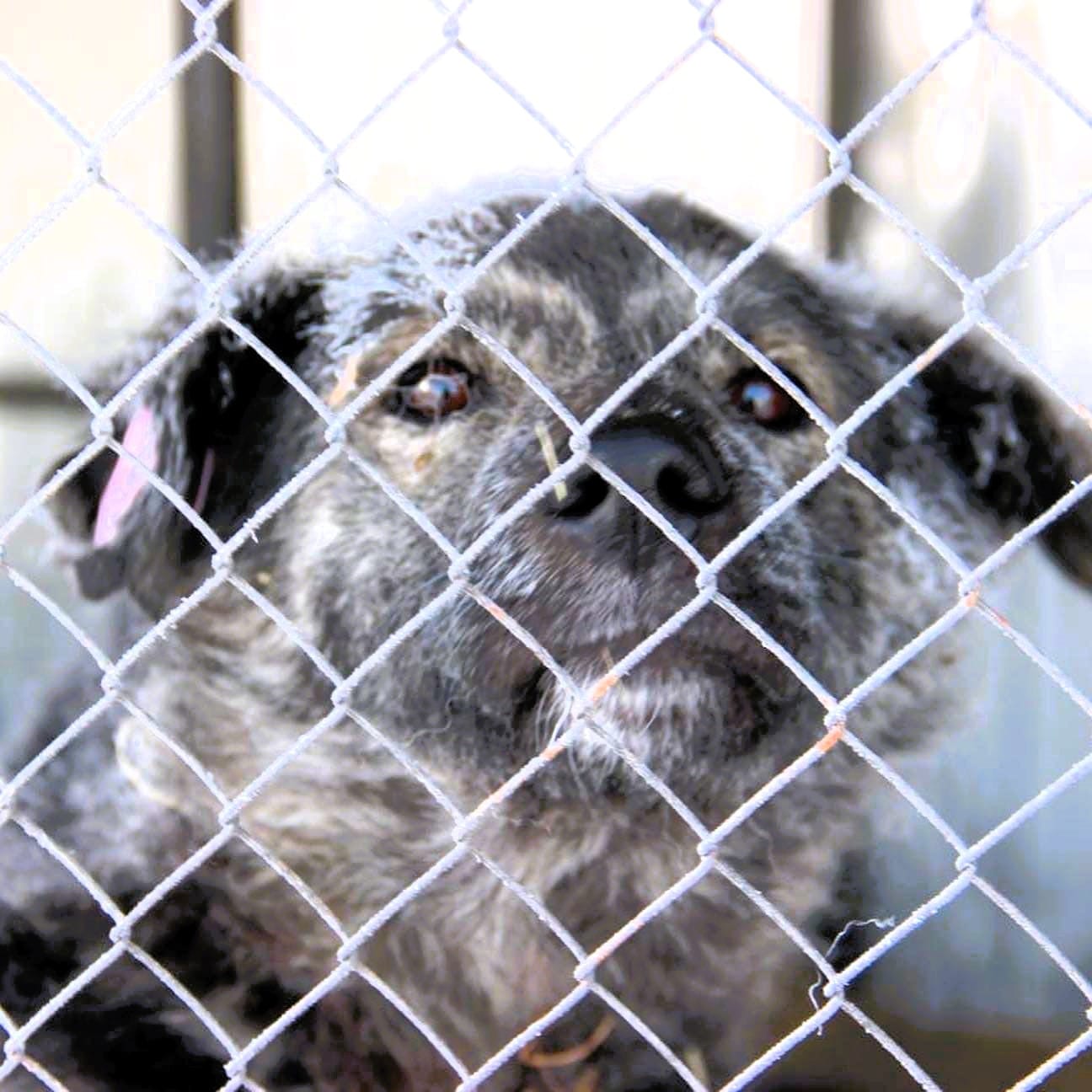 Молчание щенят. Как в России массово убивают бездомных собак