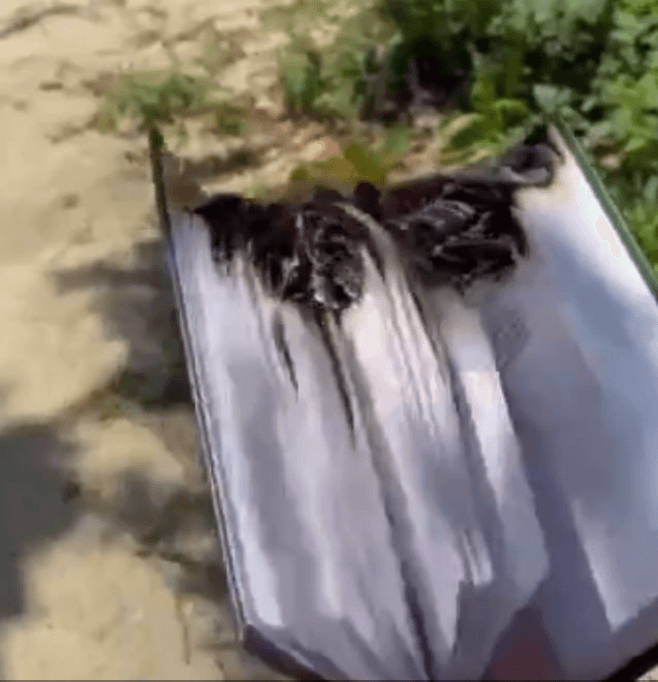 Юноша сжег Коран на фоне мечети в Волгограде. На него возбудили уголовное дело и обвинили в работе на СБУ