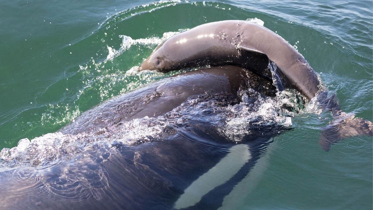 Ученые выдвинули три гипотезы, почему косатки убивают морских свиней, но не едят их. Приблизиться к разгадке помогли 60 лет наблюдений