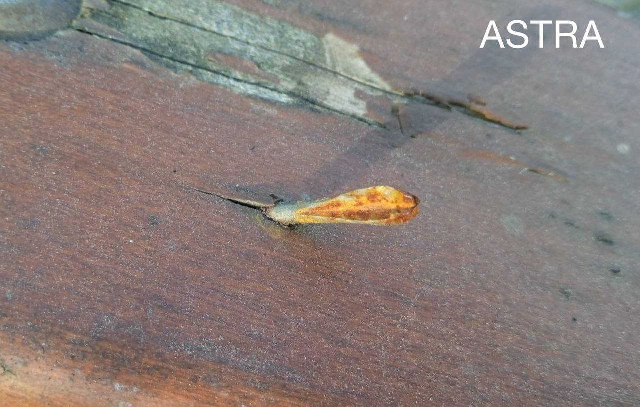 Житель Бучи поделился с проектом независимых журналистов ASTRA фотографиями флешеттов, которые нашёл в своём дворе.