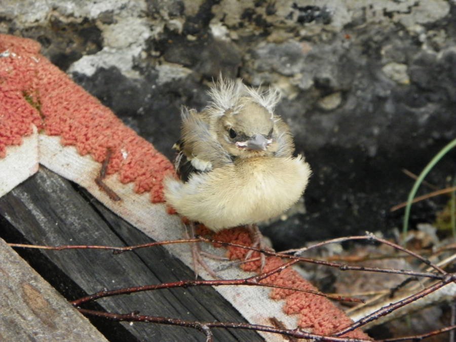 Птица в зоне отчуждения. Фото Wikimedia Commons